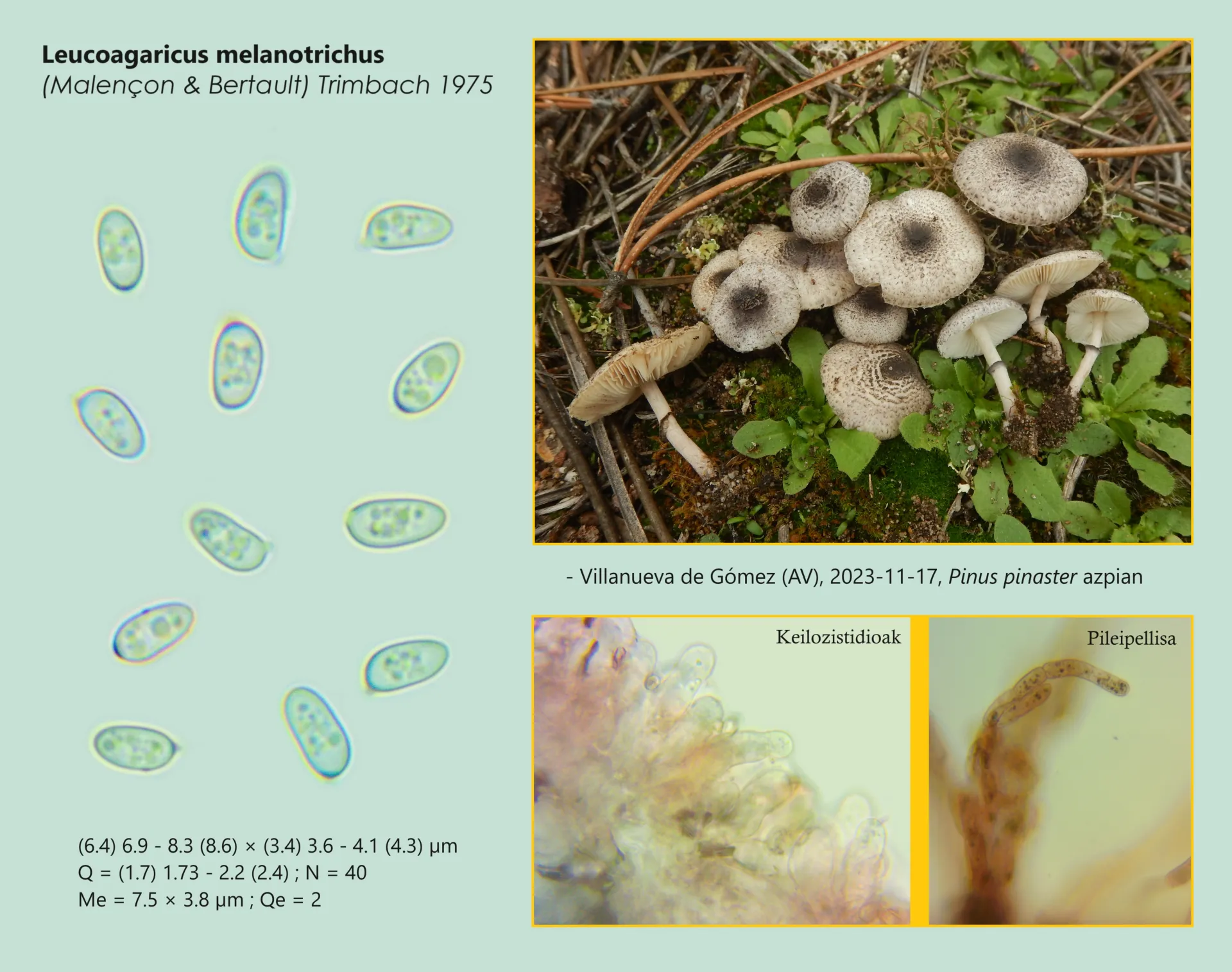 Microscopía de Leucoagaricus melanotrichus